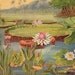 Antique 1906 Aquatic Pond Life Water Lily Chromolithograph Chart to Frame
