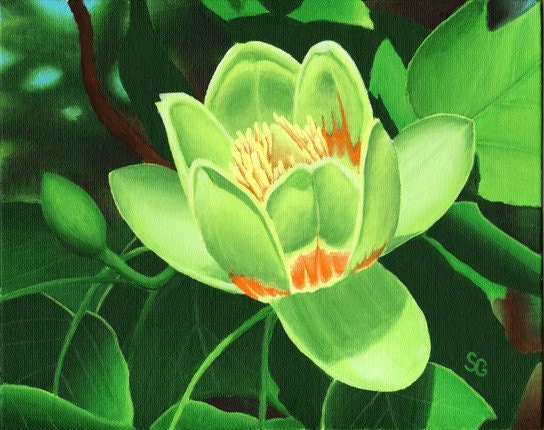 Liriodendron 2- Tulip Tree Flower 8x10 Print