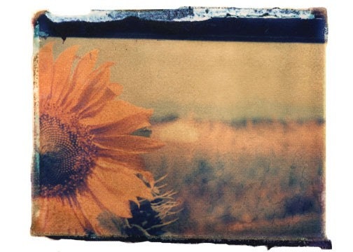 Photography Polaroid Sunflower Flowers Yellow Vintage Art 8x10 Print