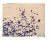 Photography Polaroid transfer Flowers Vintage Art 4x5 Print