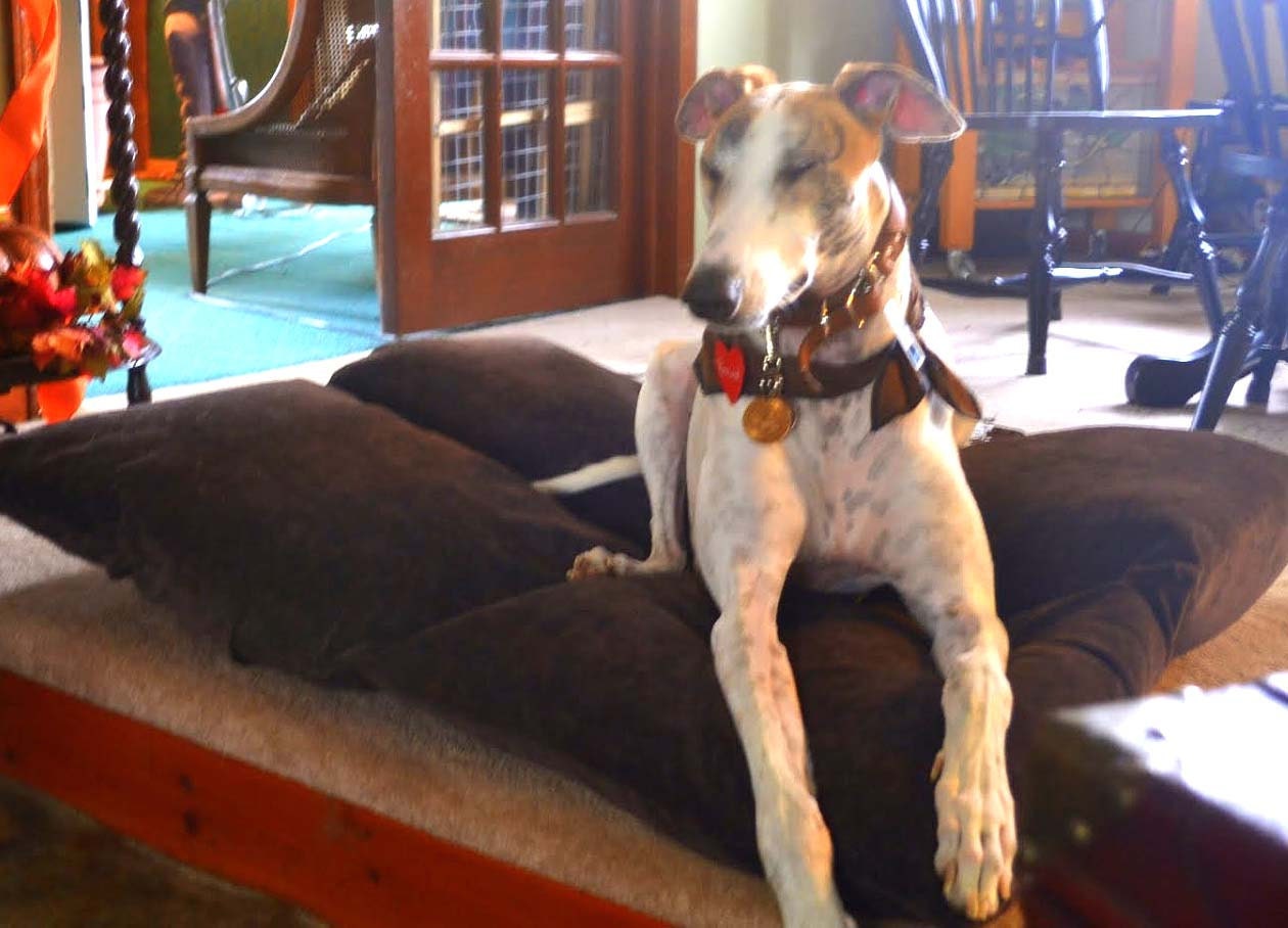 GreyCare's - Dog Bed Pillow Pocket Green