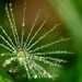 Dew Covered Dandelion Seed ACEO Fine Art Photograph