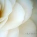 White Camellia Fine Art Photograph 8x10