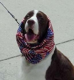 Dog Snood for Long-Ear Dogs - All Sizes - Custom Fitted
