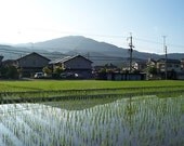 Spring in Iwakura card (Kyoto series)