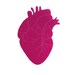 Anatomical Heart Brooch. Laser cut and etched acrylic.