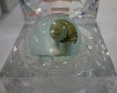 Seashell from the Atlantic Shore Size 6