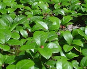 15 ml Wintergreen Essential Oil Analgesic