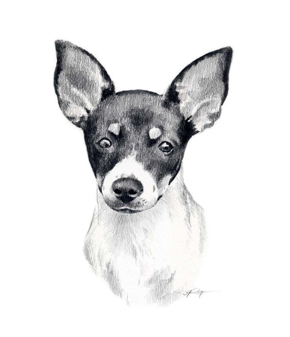 MINIATURE RAT TERRIER Dog Pencil Drawing Art Print by k9artgallery