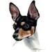 RAT TERRIER Dog Watercolor Painting Art Print Signed by Artist DJ Rogers