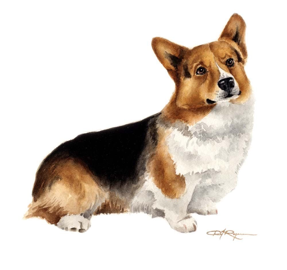 Corgi Dog Pictures