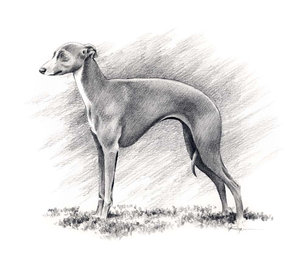 ITALIAN GREYHOUND Dog Art Print Signed by Artist by k9artgallery