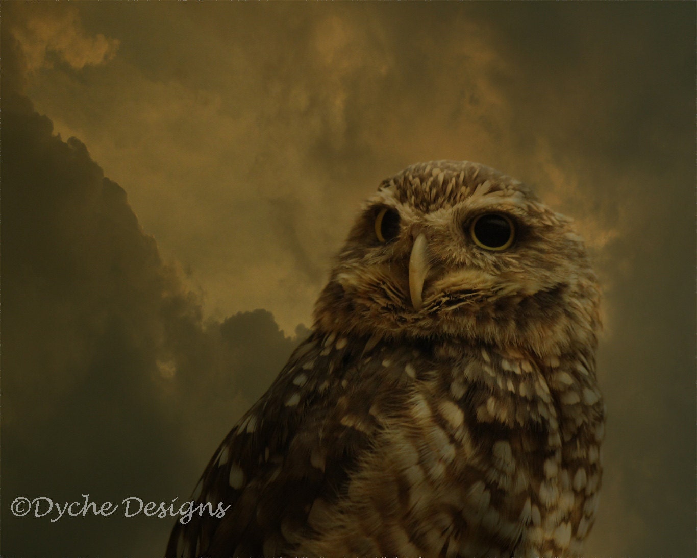 Owl - Textured Digital Art Photo Print