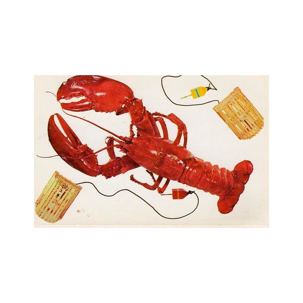 MAINE red LOBSTER vintage POSTCARD funky fun 1960s unused