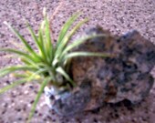 Tillandsia Air Plants - 1 ionatha mounted on Beach Rock