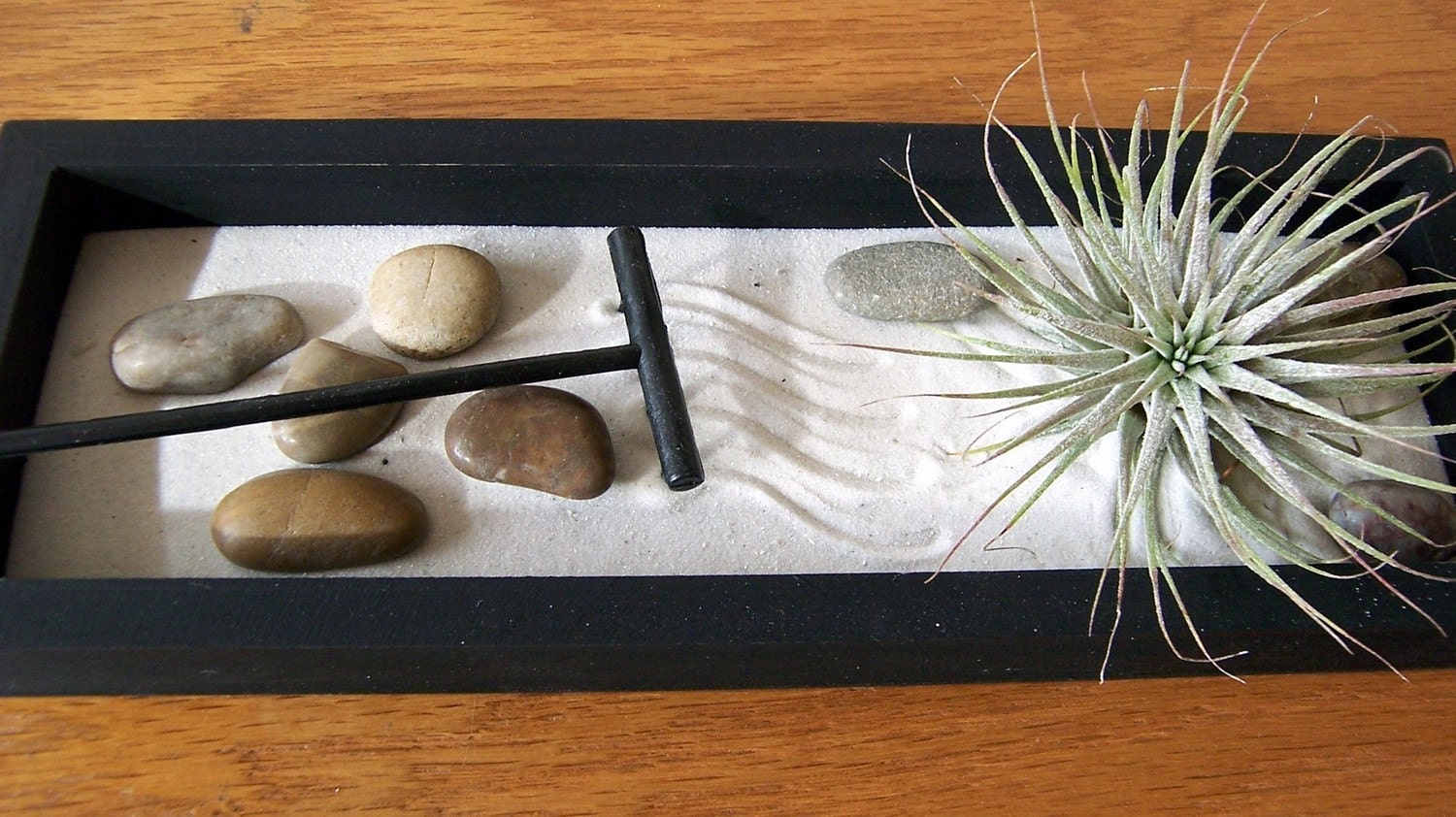Tillandsia - SALE - 3 dollars off - Zen Garden with Tillandsia