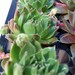 Hens and Chicks - 3 Plants - Sempervivum Collection