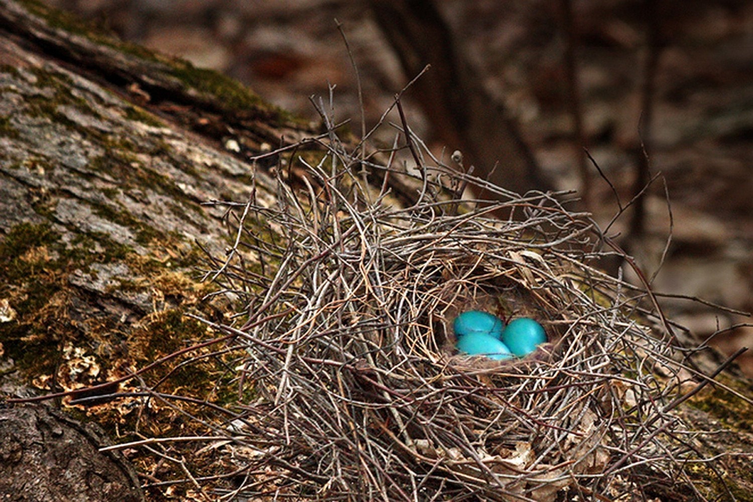 Nest  To Be