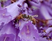 Bee Kiss - 8x10