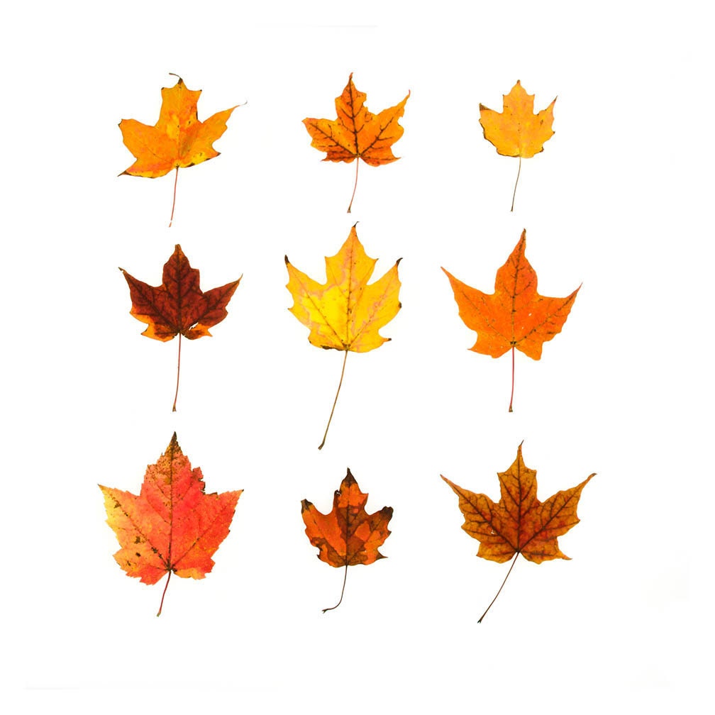 Bright Orange Maple Leaves - 8 x 8 fine art photograph - Maine forest, autumn woodland - QuercusDesign