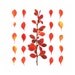 Barberry - 8 x 8 fine art photograph - botanical photo, fall foliage from Maine