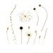 Botanical specimens - 8 x 8 botanical photograph - Coneflower, allium, daylily, clematis seedheads