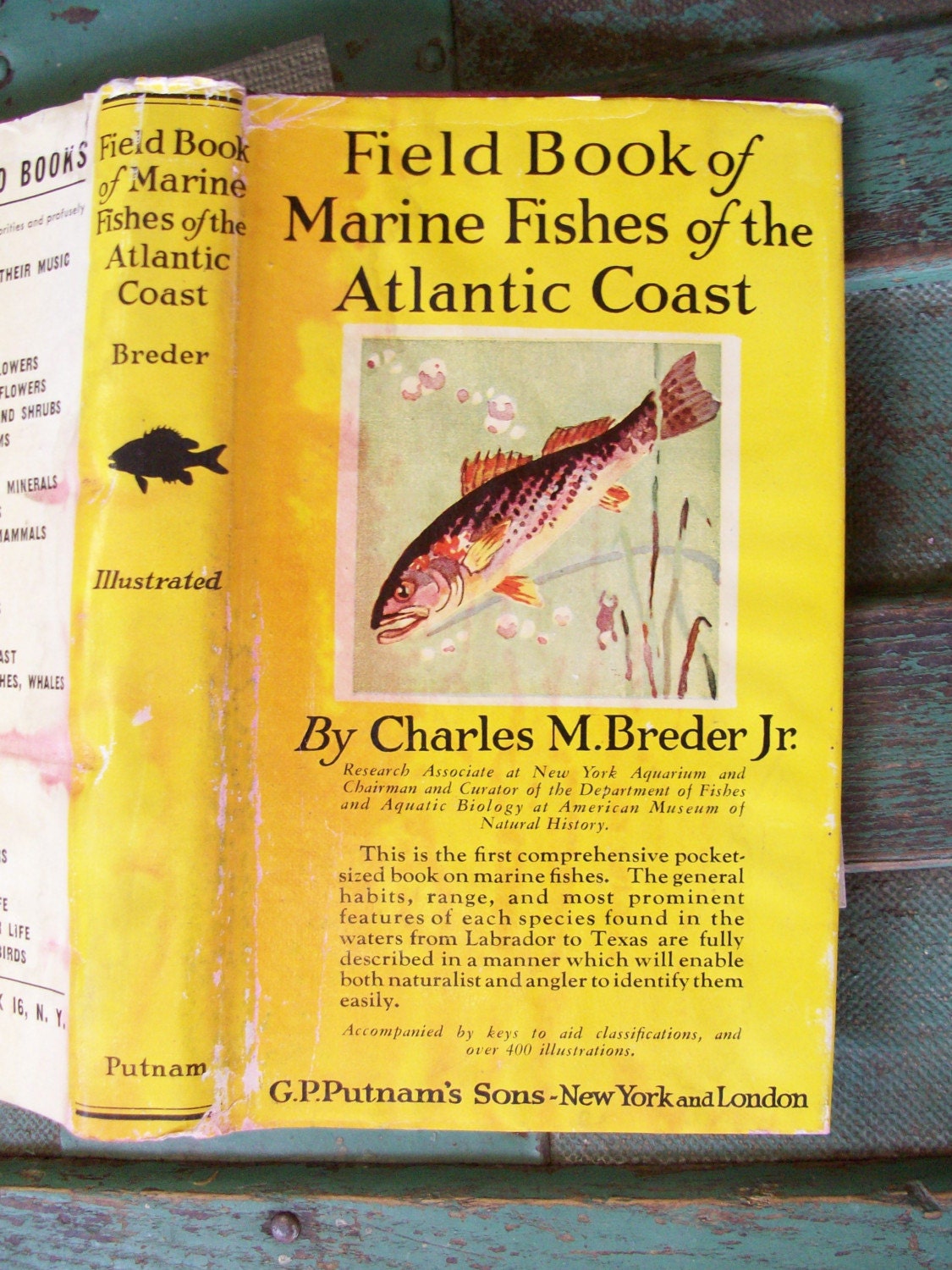 SALEMarineFishesoftheAtlanticCoast