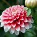 Dahlia Blossom (5x7)