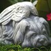 Dog Angel Statues - Dog Memorials - Shih Tsu, Lhasa Apso, Maltese, Terrier