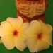 Yellow, plumeria,yellow plumeria, hair flower, hair clip, retro, tiki, tropical hair clip, hair barrette, pin up, Sale, beach wedding, tiki
