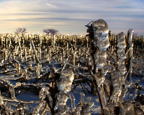 Icy Field - Fine Art Photograph