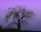 Icy Tree - Nebraska Photograph - 8 x 8