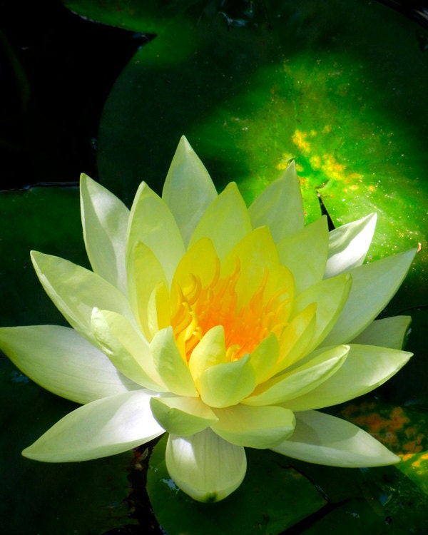 Golden Yellow Lotus Flower in Pond - Nature Photography 5x7 - Water Lily Fine Art Photo - Spiritual Flower Photography - PuaArts