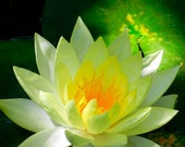 Golden Yellow Lotus Flower in Pond - Nature Photography 5x7 - Water Lily Fine Art Photo - Spiritual Flower Photography - PuaArts