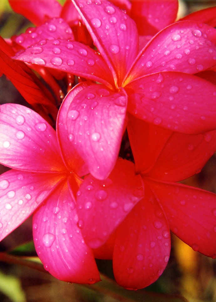 pink frangipani flower