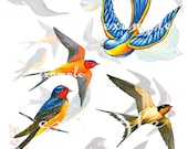 Birds Digital Collage Sheet 3 - 11 Images