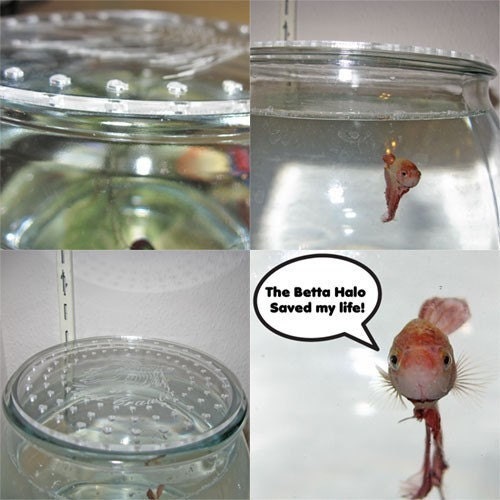 Items similar to Cat Proof Betta Halo, Betta Fish Tank Bowl Cover on Etsy