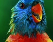 Rainbow Lorikeet Matted Print - Drenched with Attitude - 8 x 10 inch