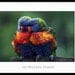 Rainbow Lorikeets Matted Print - Lean on Me - 8 x 10 inch