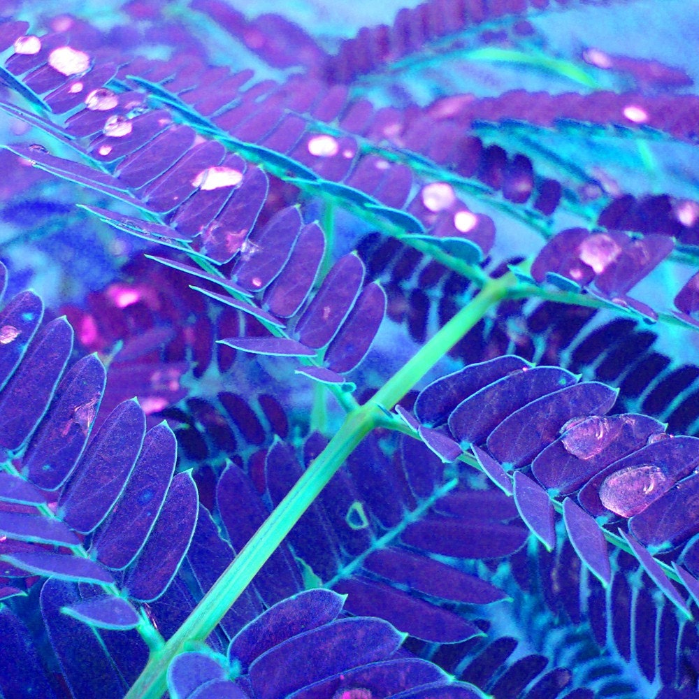 Electric Mimosa- 4x6 Print