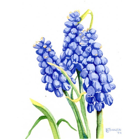 grape hyacinth giclee from watercolor by watercolorgirl on grape hyacinth giclee from watercolor by watercolorgirl on