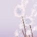 Purple Flower Dandelion Art - Perennial Moment (lavender) - 8x10 Print