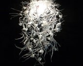 Bed Head - White/Clear