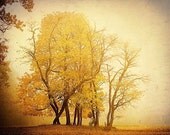 Landscape Photography, Autumn Leaves, Nature Photograph, Fall Harvest - Yellow leaves woodland forest nature tree photography