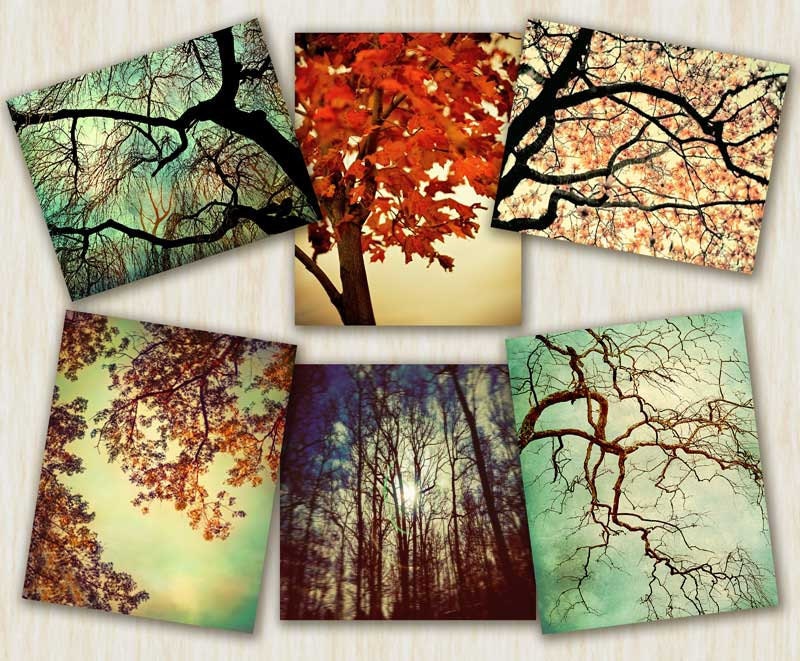 Tree Photography home decor nature prints autumn color - Forest For The Trees - 6 art prints set  - 5x7 and 5x5 photographs