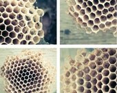 Honey comb photography Bee hive art teal green cream nature photography simple rustic collection home decor wall art - 4 5x5 photographs