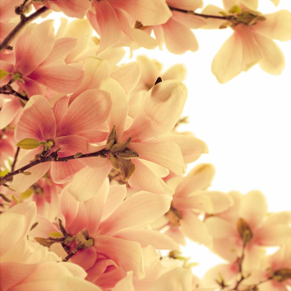Nature photography cottage decor spring bloom pink flowers Magnolia tree coral cream color brown and pink - 8x8 photograph - CarlChristensen Nature photography cottage decor spring bloom pink flowers Magnolia tree coral cream color brown and pink - 8x8 photograph - CarlChristensen