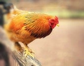 Animal photography french country chicken print kitchen decor art for kitchen country home orange and brown color - 8x10 photograph