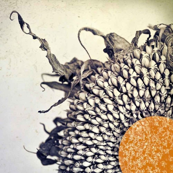 Sunflower photography, nature photo, black white, shabby chic photography, orange, tangerine tango polaroid - 30x30 photograph
