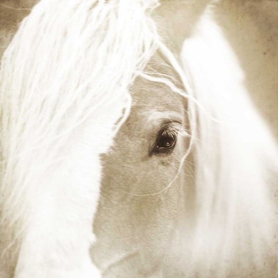 Horse photography, animal photo, monochromatic print, white horse, black and white, horse art, southwest, cowboy, ranch decor 8x8 photograph
